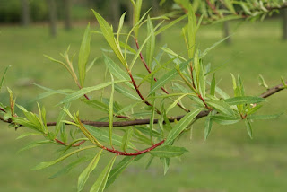 Saule des Sakhalines - Salix udensis - Salix sachalinensis 