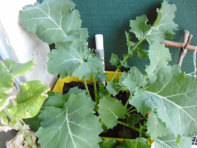 Kale Harvest size