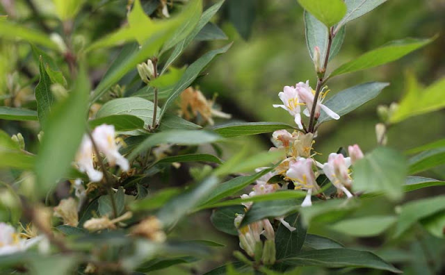 Amur Honeysuckle Flowers Pictures