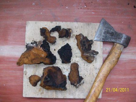 wildcrafted siberian chaga