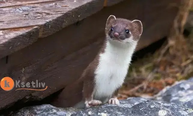 Get to know the weasel animal