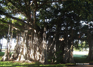 Huge banyan tree, Ala Moana Regional Park - Waikiki, Oahu, HI