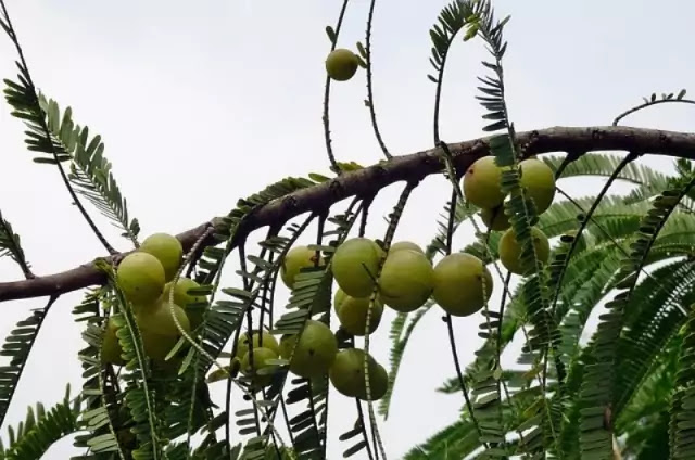 आंवला के औषधीय गुण और फायदे | स्वास्थ्य के लिए फायदेमंद आवला |  health benefits of amla aawla in hindi