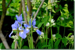 blå iris
