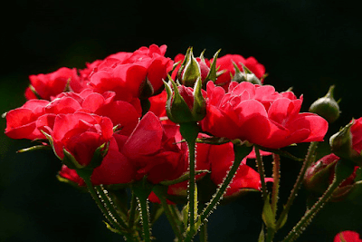 rose images download