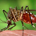 Dengue in Pakistan. How to Avoid: Kill & Cure - Fizah Mughees