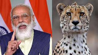 Cheetah+project+modi