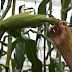 Software monitorea cultivos de maíz en Caldas para encontrar sus malezas