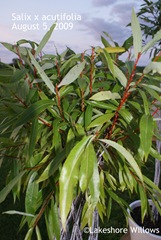 Harlequin acutifolia foliage Aug 5, 09