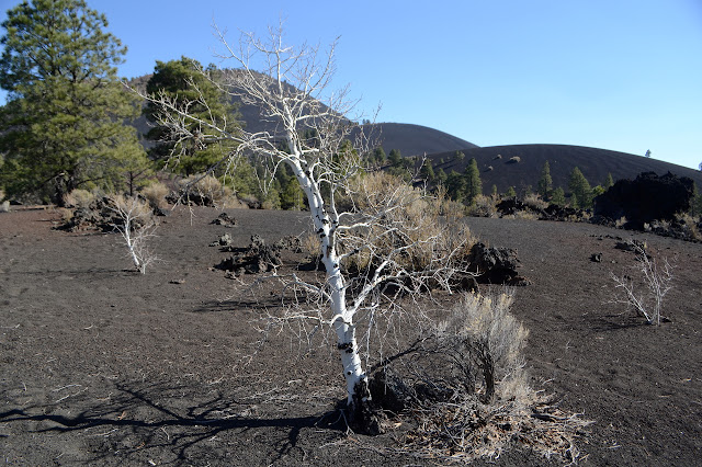 dwarfed aspen of white bark in black cinders