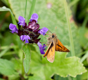 Large skipper, Ochlodes venatus, male, feeding on selfheal, Prunella vulgaris, on Musk Orchid Bank.  Orpington Field Club outing to Orchis Bank, Downe.  25 June 2011.  Taken with EOS 450D and 100mm macro lens.