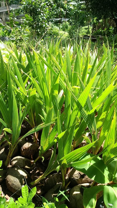 bibit tanaman kelapa gading kuning unggul cilegon Kupang