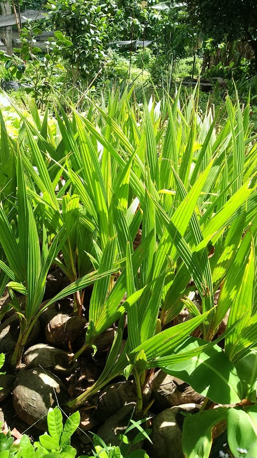 bibit tanaman kelapa gading kuning unggul cilegon Kalimantan Timur