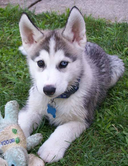 Puppies And Dogs In The Snow. huskeys are snow dogs and