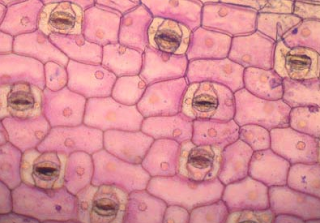 tumbuhan memerlukan proteksi dari semua efek luar yang merugikan pertumbuhannya Pengertian Jaringan Epidermis, Stomata dan Trikomata serta Jaringan Gabus pada Tumbuhan