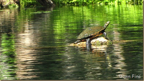 Silver Springs State Park_035