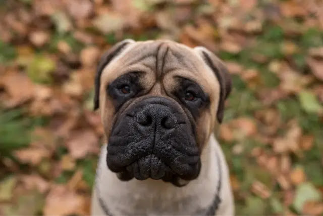 chien-bullmastiff