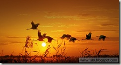 Cranes_ROW2008022745