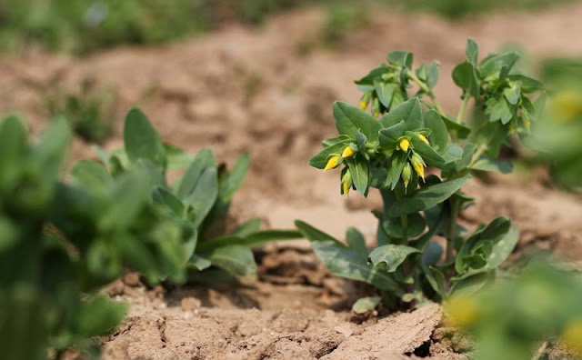 Cerinthe Minor Flowers Pictures