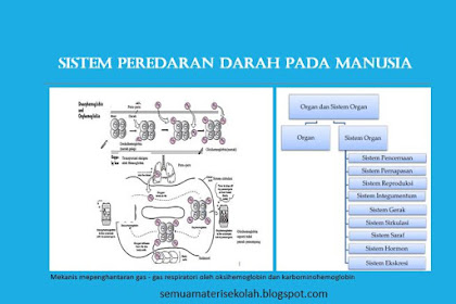 Sistem Peredaran Darah Pada Manusia