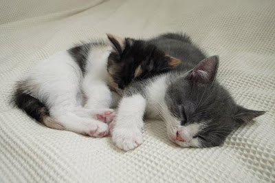 Scottish Fold Brother and Sister Cats Seen On www.coolpicturegallery.us