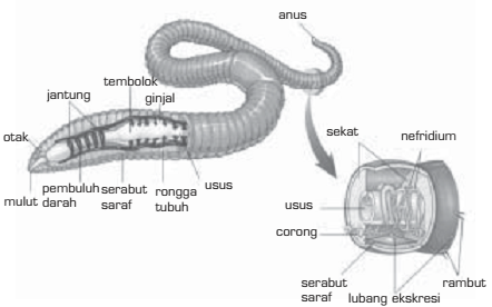 Sistem Ekskresi pada Invertebrata