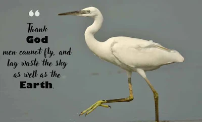 Inspirational Bird Quotes