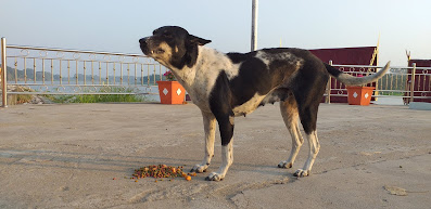 Strassenhund Thailand