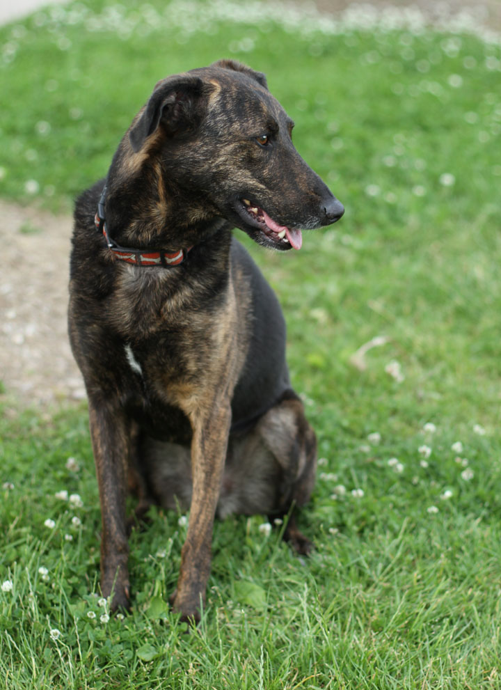 Cute Dogs: German Shepherd Lab Mix