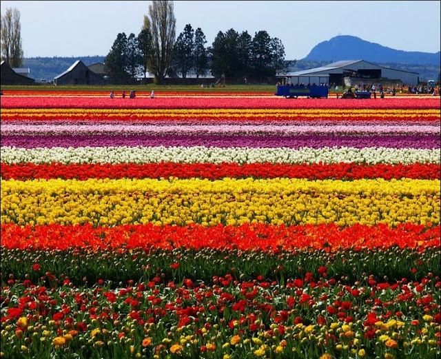 Holland Tulip Fields