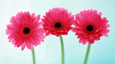 Flower Round HD Images