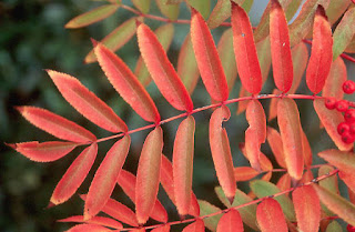 Рябина обыкновенная (Sorbus aucuparia)