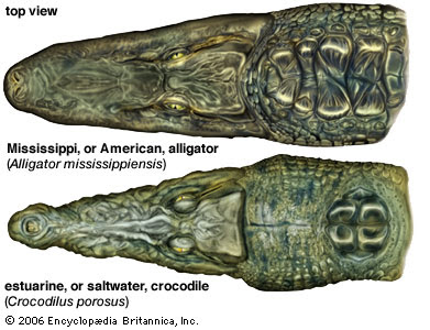 What is the difference between an alligator and a crocodile?