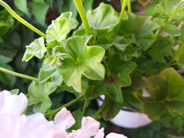 Gitanilla (Pelargonium peltatum ( L. ) L'Hér. ex Aiton).