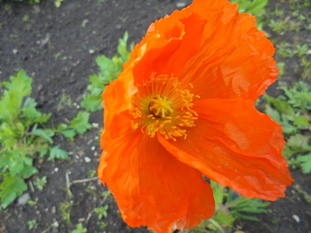 花の丘のケシの花