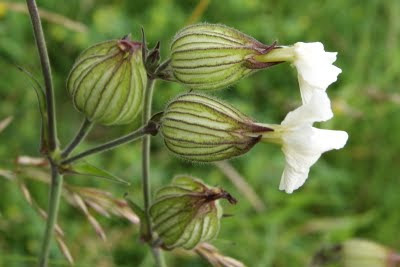 Avondkoekoeksbloem - Juffer Lizeblom - Silene latifolia alba