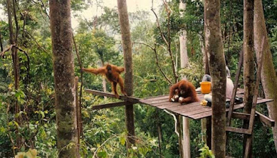 Hutan Hujan Tropis Sumatera