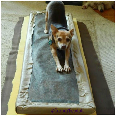 Scooby doing a downward dog yoga pose 