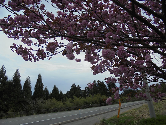 アクイールかぜ（風彩）の森迎賓館の牡丹桜