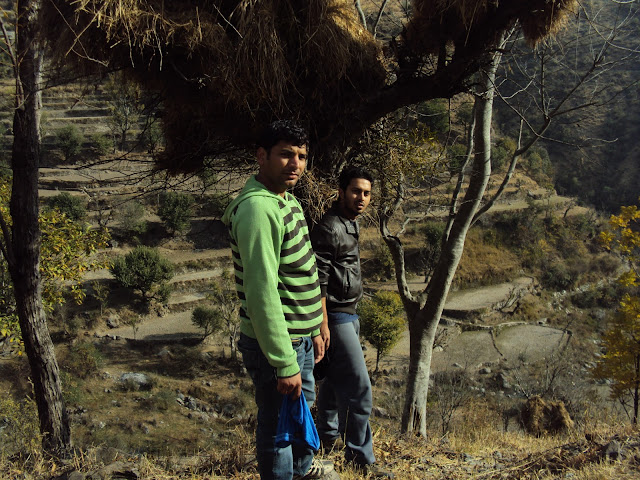 near tiger fall