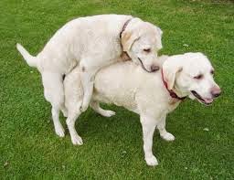 Dog having sex mating