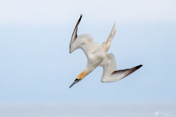 Gannet