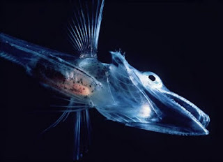 Ikan Es (Icefish) Transparan