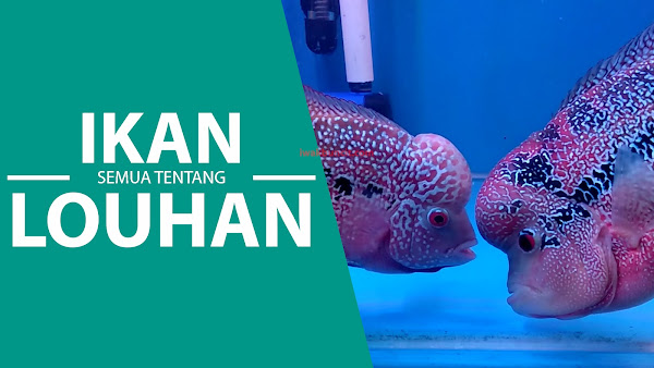 Si Jenong yang Dulu Pernah Booming di Indonesia: Semua Tentang Ikan Louhan