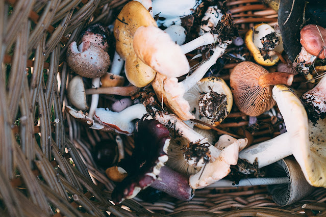 Basket containing foraged mushrooms:Photo by Annie Spratt on Unsplash