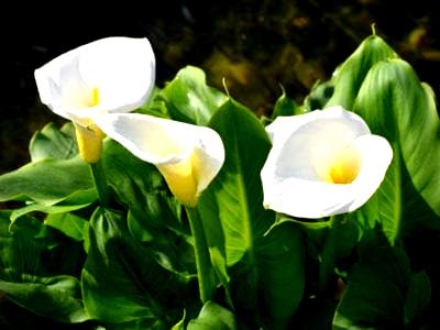 Calla Lily Care - Tips on Growing Calla Lilies