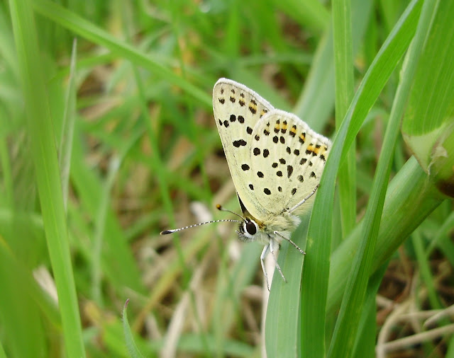 La frágil y delicada Lycaena tityrus (Rhopalocera)