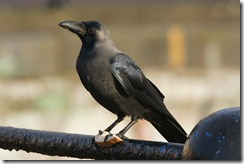 House Crow