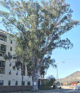A very large tree called Phina's tree towering over a 6 story building.