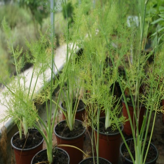 http://www.cantinhodasaromaticas.pt/loja/plantas-em-vaso-bio/funcho-foeniculum-vulgare-2/
